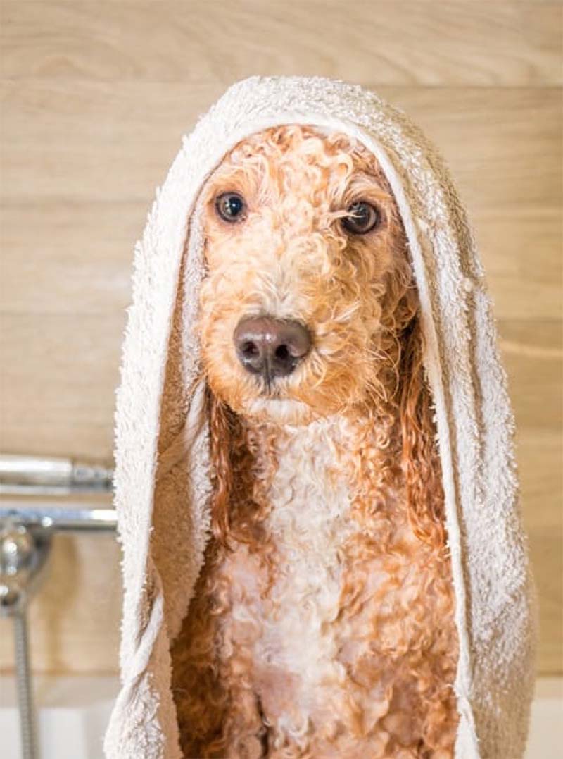 Pet Friendly Community